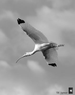 ibis in flight over my head