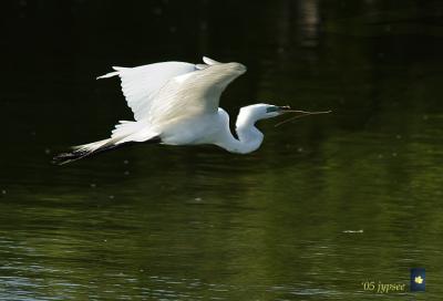 great egret with nesting material