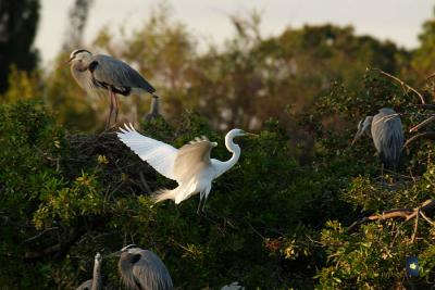 great egret and great blue herons on the rookery island