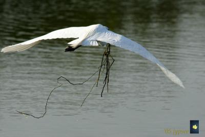 great egret returning with branches