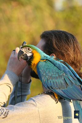 blue and gold macaw