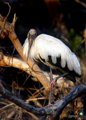 woodstork in evening light