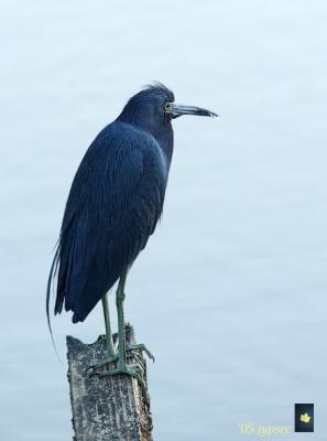 little blue heron