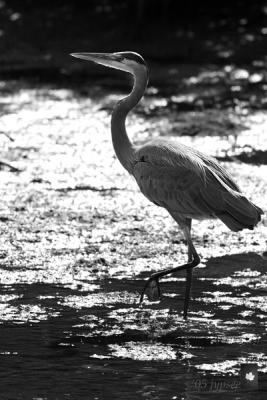 backlit great blue heron in black and white