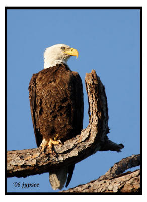 bald eagle in a slash pine snag