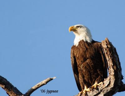 bald eagles