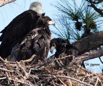 two bald eagle chicks