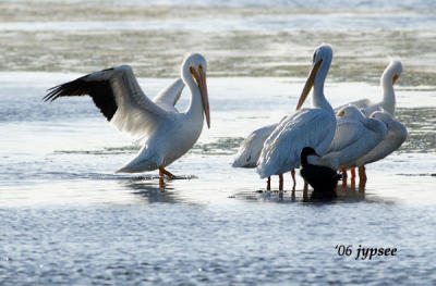white pelicans and a cormorant