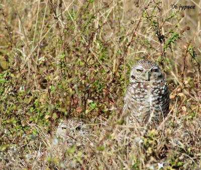 nesting pair of burrowing owls