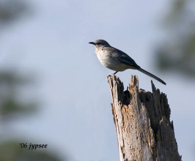 mockingbird on slash pine stump
