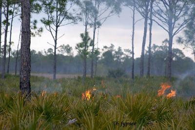 fire promotes a healthier forest