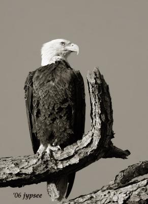 bald eagle in sepia tones