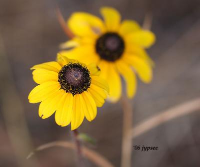 brown eyed susans in february