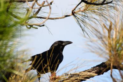 crow in slash pine vignette