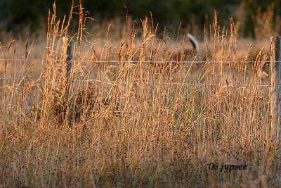 white tailed deer through the grass