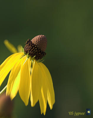 gray head coneflower