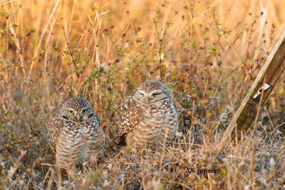 burrowing owl pair on the nest