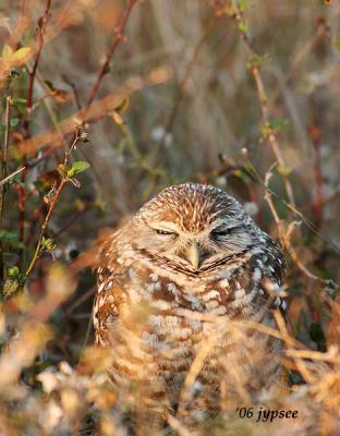 sleepy female burrowing owl