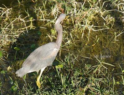 tricolor heron with fish