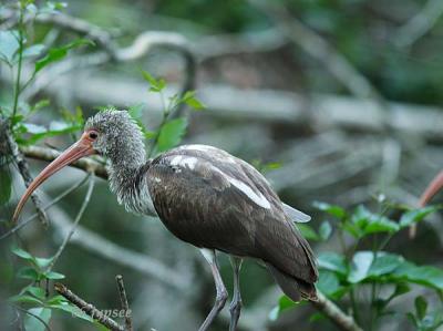 juvenile white ibis