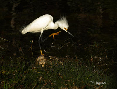 scratching snowy egret