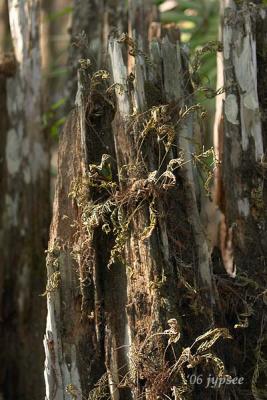 resurrection fern on bald cypress stump