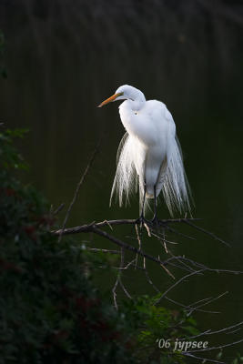 great egret in breeding plumage