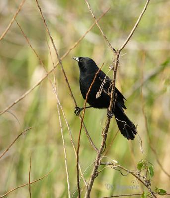 red wing blackbird