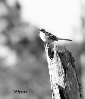 mockingbird on pine stump