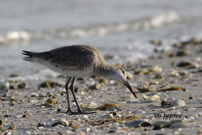 willet with shrimp