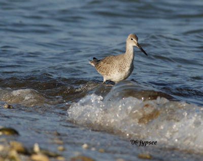 willet in the surf