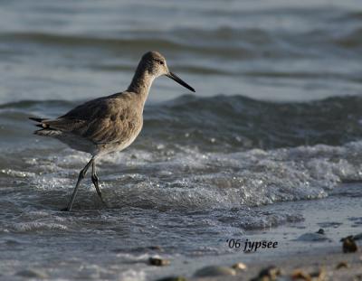 willet