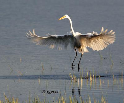 great egret in green bay