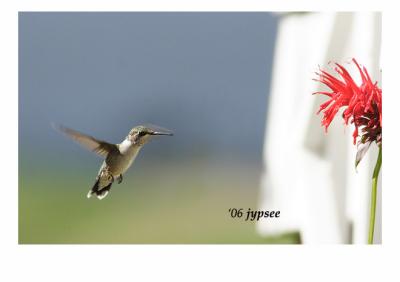 hummer in the east garden