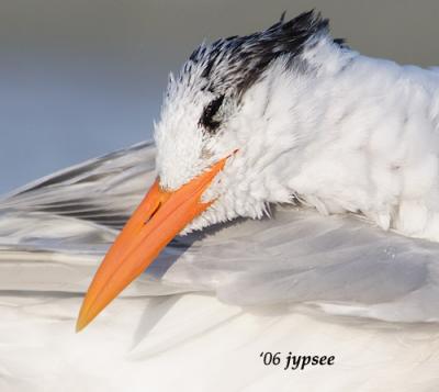 royal tern in repose