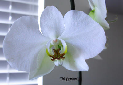 phaleonopsis hybrid