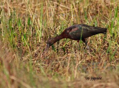 glossy ibis feeding in the wetland