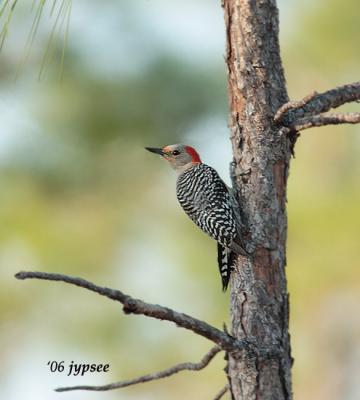 redbellied woodpecker