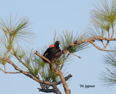 redwing blackbird male singing to attract a mate