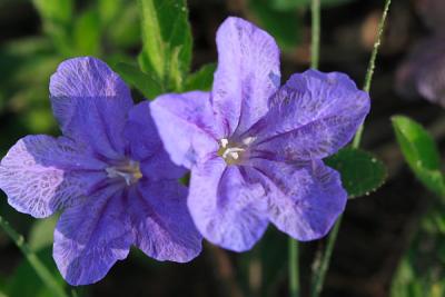 wild petunia