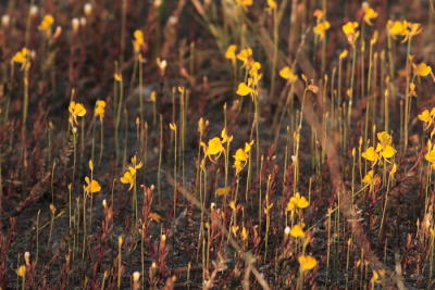 field of bladderwort