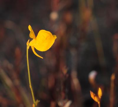 horned bladderwort