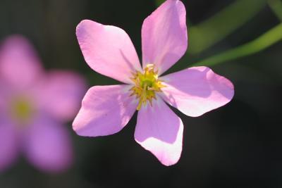 sabatia grandiflorum
