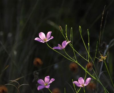 rose-gentian