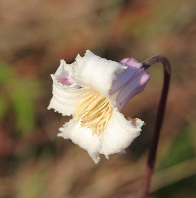 pine hyacinth