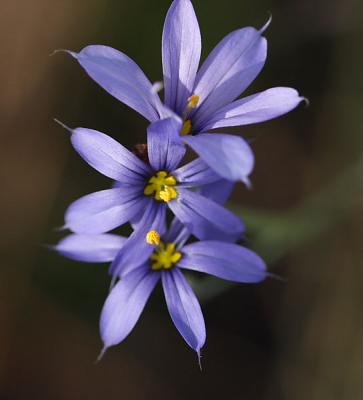 blue eyed grass