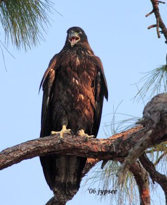 hungry juvenile bald eagle