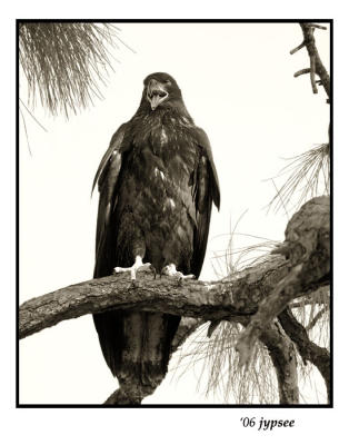 juvenile southern bald eagle calling for food