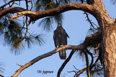 juvenile bald eagle in slash pine