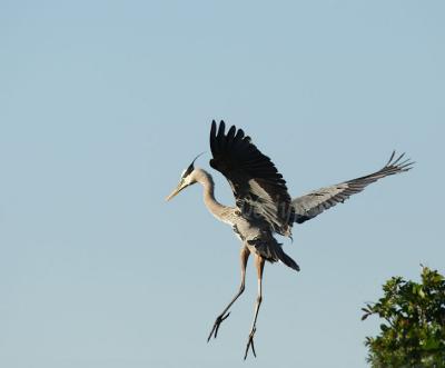 great blue heron on tiptoe
